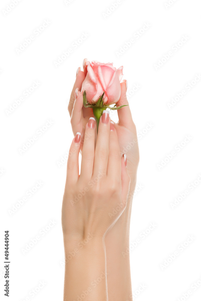 Women's well-groomed hands hold the rose