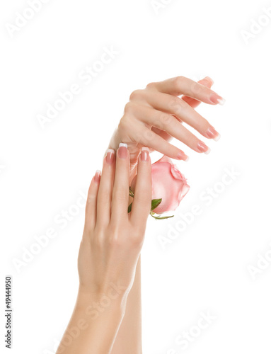 beautiful hands with a manicure keep gently rose
