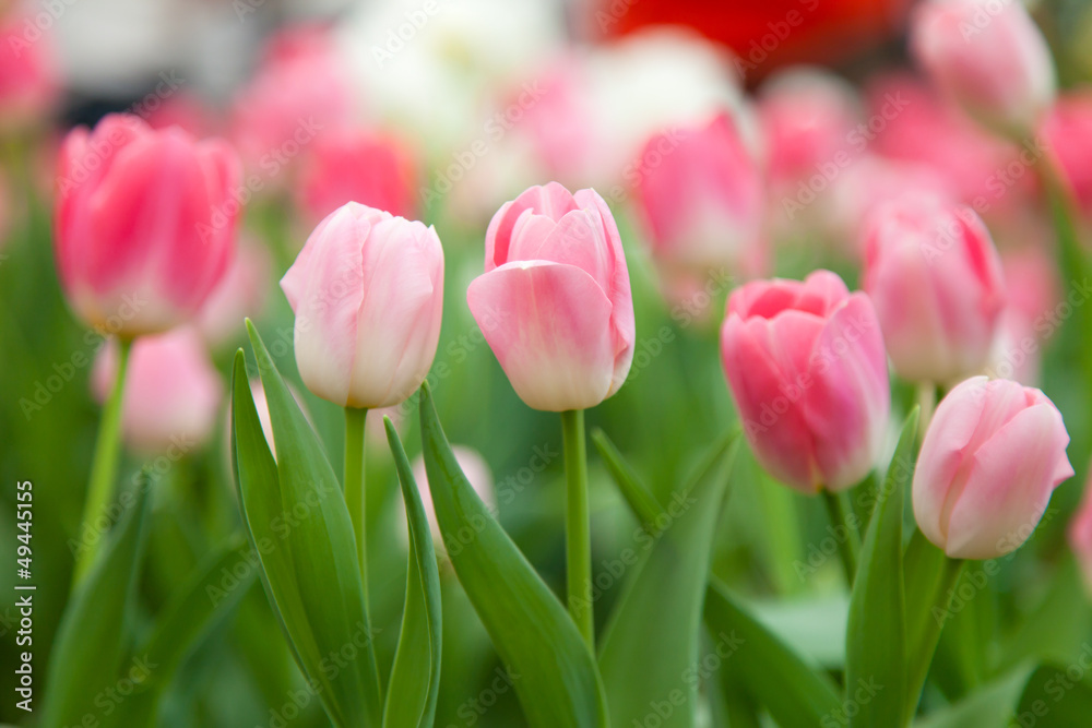 Colorful tulips in the garden