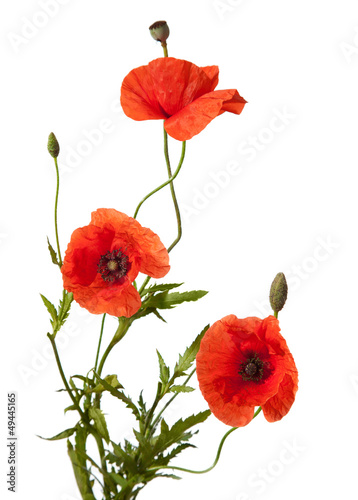 three red poppies isolated on white