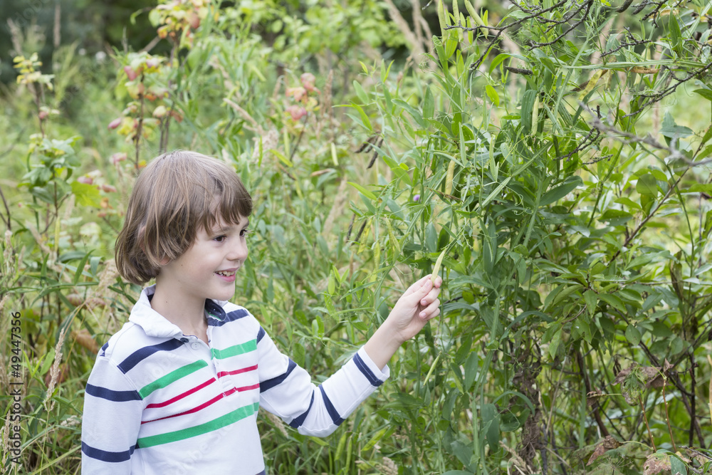Child picking green peas outside Child picking green peas outside