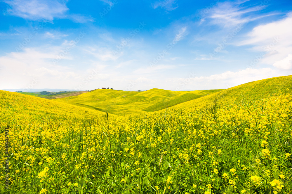 Field of flowers with blue sky and clouds, Tuscany, Italy