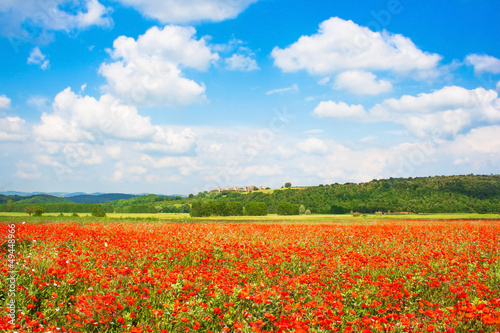 Red poppy field with blue sky in Monteriggioni, Tuscany, Italy
