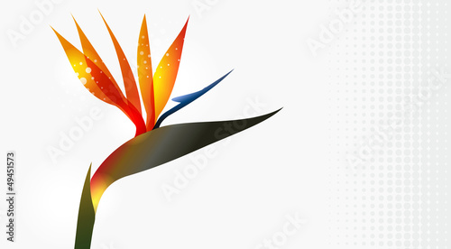 Bird of Paradise flower close up