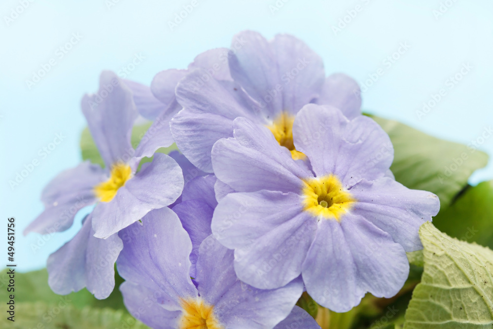 blue primrose blue primrose
