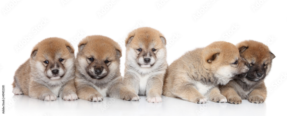 Fototapeta premium ShibaInu puppies on a white backgroud