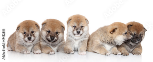 ShibaInu puppies on a white backgroud