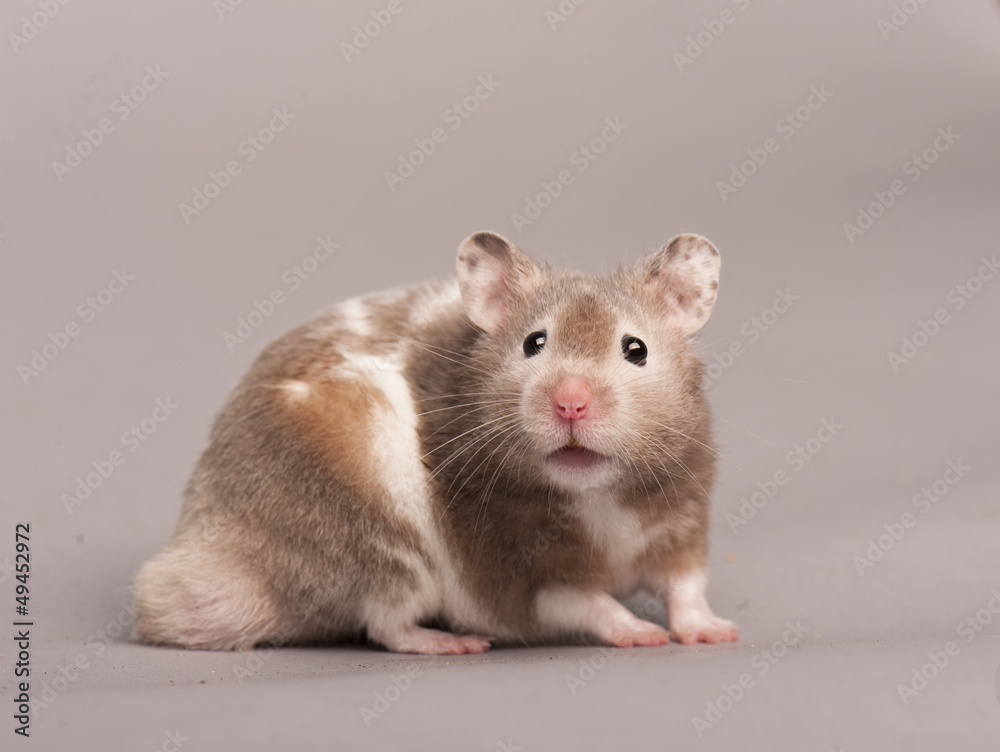 hamster