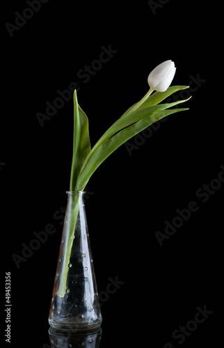 White tulips on black background