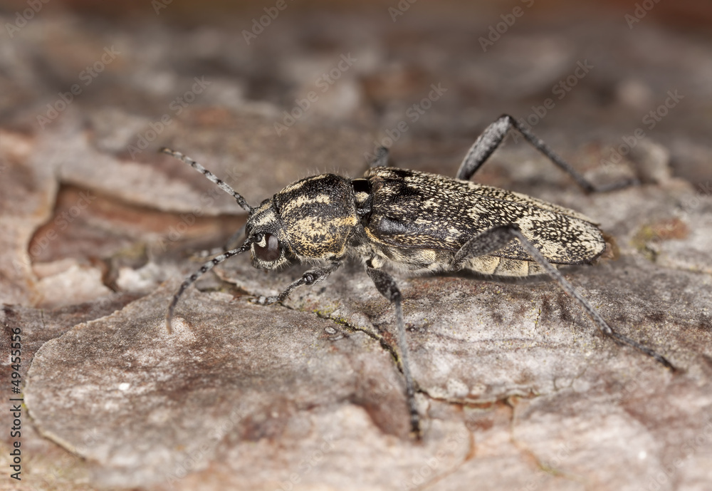 Grey tiger longicorn beelte, Xylotrechus rusticus on pine Grey tiger longicorn beelte, Xylotrechus rusticus on pine