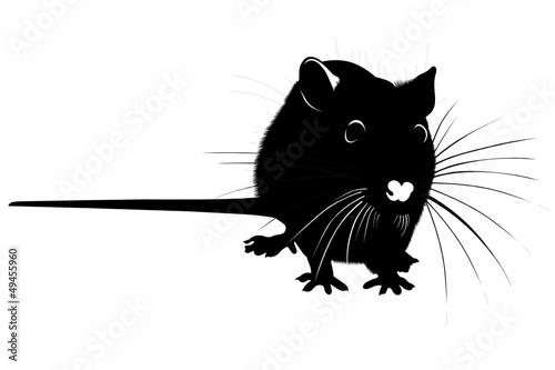 Rats of the mouse rodents animals cheese