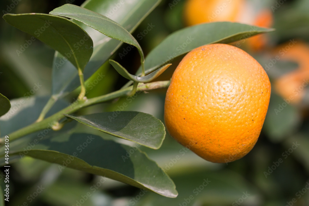 fresh orange on plant, orange tree fresh orange on plant, orange tree