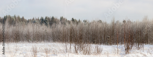 Wallpaper Mural winter mixed forest Torontodigital.ca