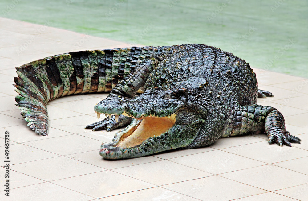 Obraz premium Big crocodile