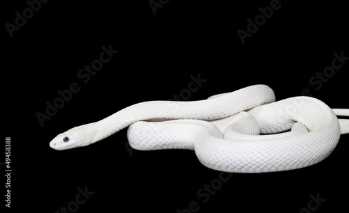 Photo Texas rat snake
