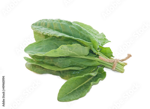 fresh sorrel on a white background