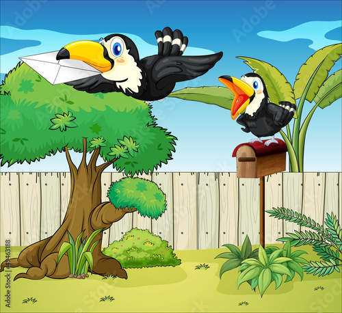 Birds at the backyard