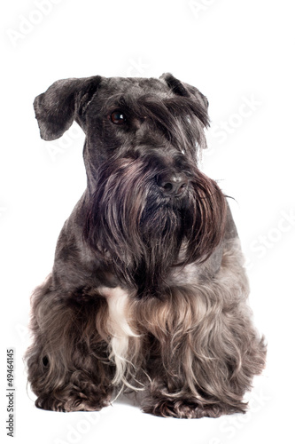 cesky terrier dog portrait