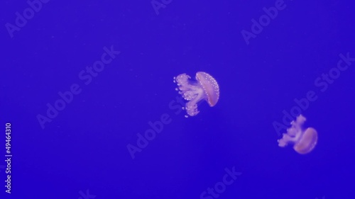 Meduse