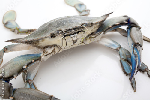 Blue crab on white background