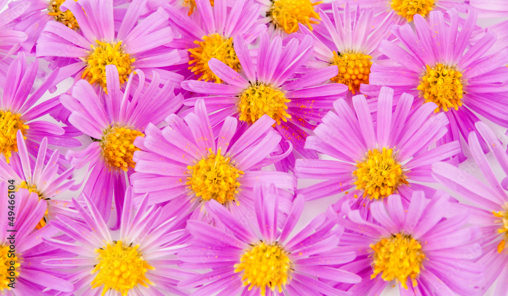 small flowers of chrysanthemum small flowers of chrysanthemum