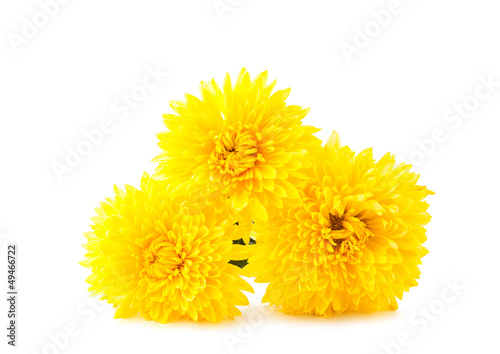 yellow chrysanthemum isolated