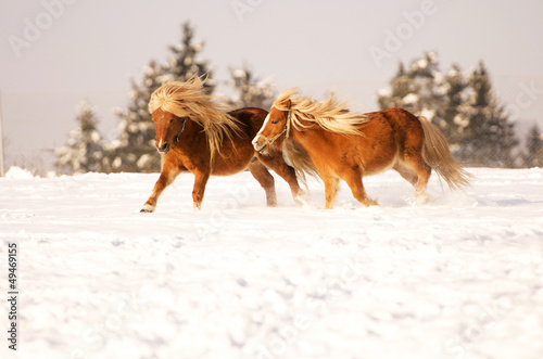 running horses in winter