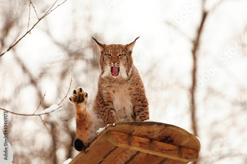 yawning lynx on an observation deck in winter photo