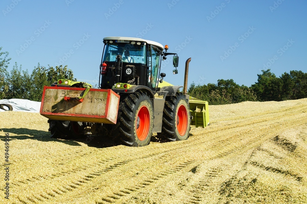 Obraz premium Maisernte, Silage walzen