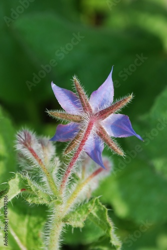 Borage blue star flower