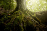 tree with moss on roots in a green forest in spring