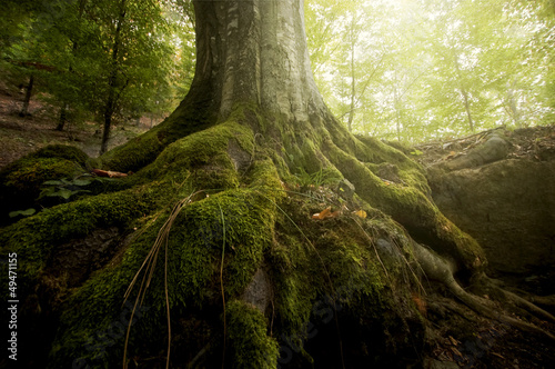 Tela tree with moss on roots in a green forest in spring