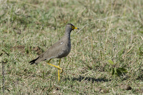 Vanneau caronculé, Vanellus senegallus lateralis, Afrique photo