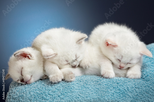 Fototapeta Naklejka Na Ścianę i Meble -  Three sleeping british baby kittens