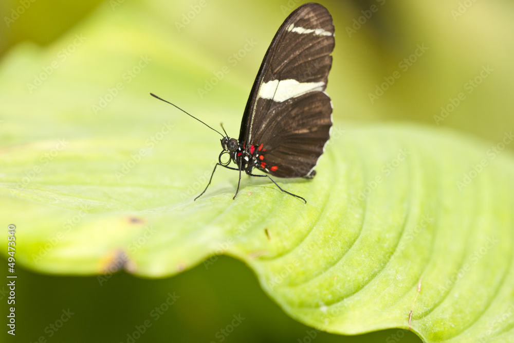 Obraz premium Schmetterling