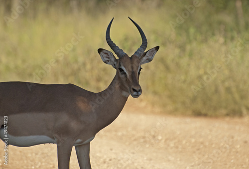 Impala