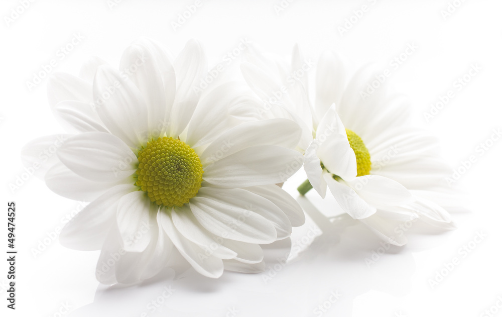Obraz premium White chrysanthemum.