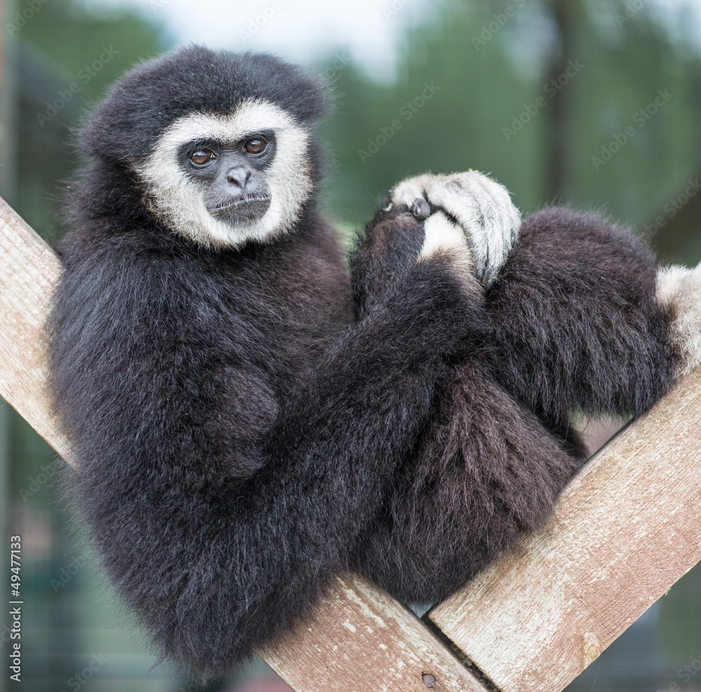 Fototapeta premium Gibbon sitzt auf Holzbalken