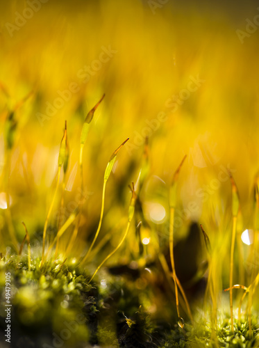 Yellow moss capsules