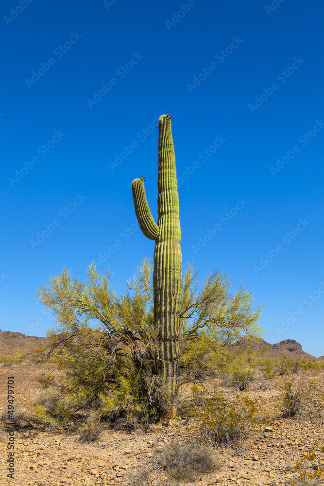 beautiful cacti in landscape