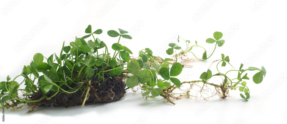 Obraz premium Trefoil - Trifolium repens on a white background