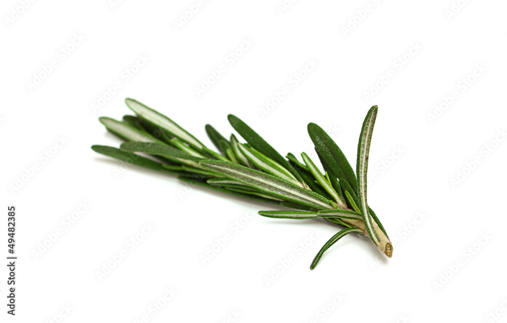 A sprig of fresh rosemary isolated on white background A sprig of fresh rosemary isolated on white background