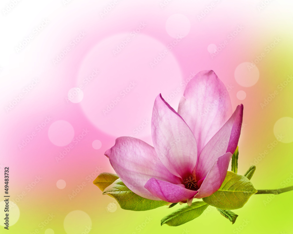 Obraz premium magnolia