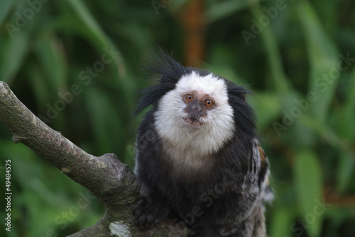 Geoffroy's marmoset