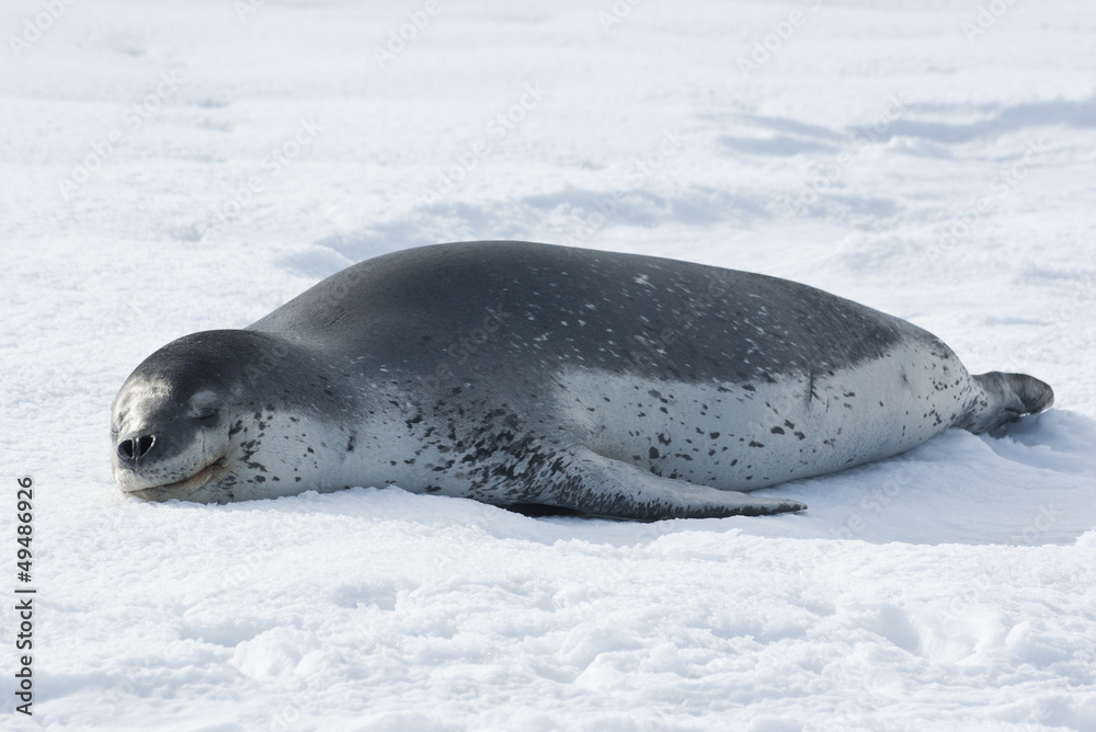 Obraz premium Leopard seals resting on the ice.