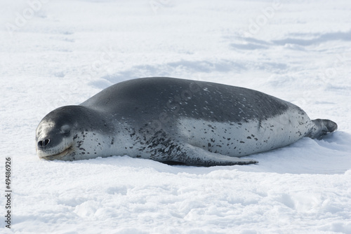 Leopard seals resting on the ice.