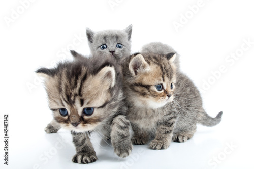 four kittens walking together