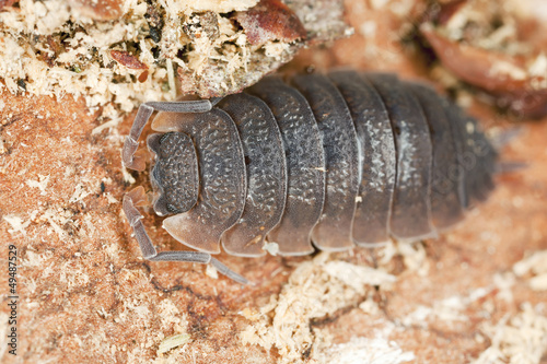 Woodlouse  extreme macro close-up with high magnification