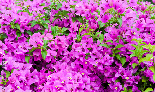 Purple Bougainvillea blooming © boonsom
