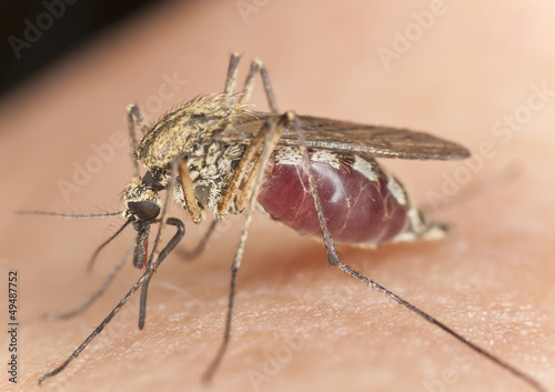 Mosquito sucking blood, macro with high magnification photo